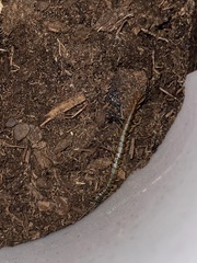 Scolopendra subspinipes