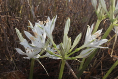 Vagaria parviflora