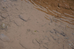 Poecilia reticulata
