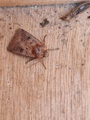 Diarsia rubi