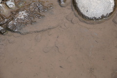Poecilia reticulata