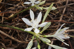 Vagaria parviflora