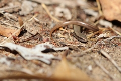 Ablepharus kitaibelii