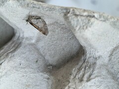 Xanthorhoe