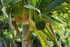 Pandanus utilis image