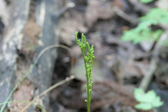 Sceptridium biternatum