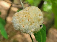 Callirhytis seminator