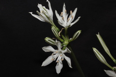 Vagaria parviflora