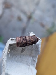 Diarsia rubi