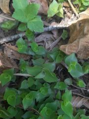 Callisia repens
