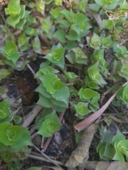 Callisia repens