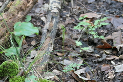 Sceptridium biternatum