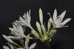 Vagaria parviflora