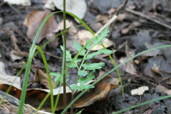 Sceptridium biternatum