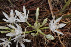 Vagaria parviflora