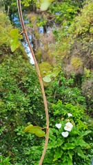 Muehlenbeckia australis