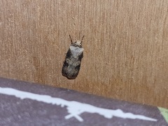Agrotis puta
