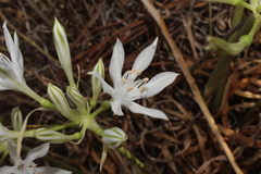 Vagaria parviflora