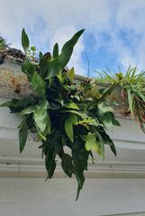 Microsorum pustulatum pustulatum