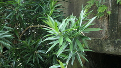 Dracaena angustifolia