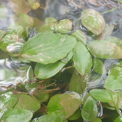 Potamogeton cheesemanii