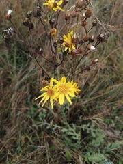 Jacobaea