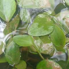 Potamogeton cheesemanii