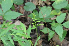 Sceptridium biternatum