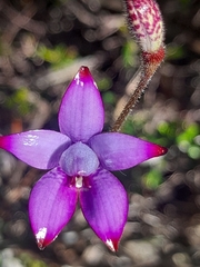 Elythranthera brunonis