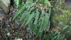 Hymenasplenium pubirhizoma