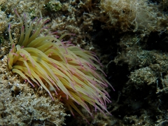 Anemonia viridis