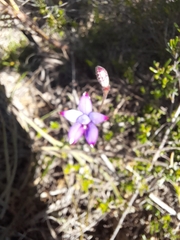 Elythranthera brunonis