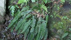 Hymenasplenium pubirhizoma
