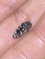 Acmaeodera rubronotata