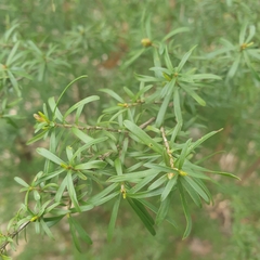 Kunzea
