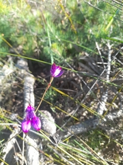 Elythranthera brunonis