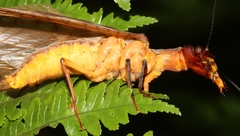 Platyneuromus reflexus