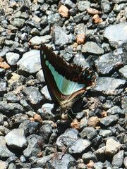 Graphium choredon