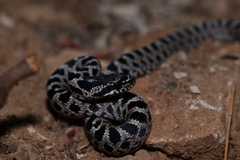 Elaphe quatuorlineata