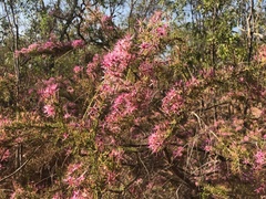 Calytrix exstipulata
