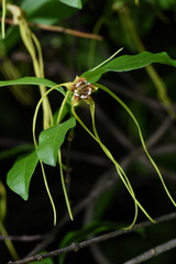 Strophanthus divaricatus