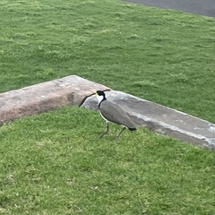 Vanellus miles novaehollandiae