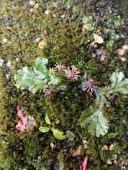 Marchantia polymorpha polymorpha