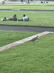Vanellus miles novaehollandiae