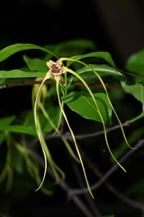 Strophanthus divaricatus