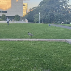 Vanellus miles novaehollandiae