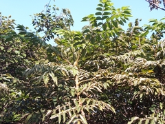 Aralia decaisneana