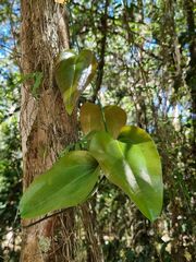 Smilax australis