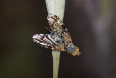 Austrotephritis poenia