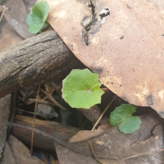 Centella cordifolia